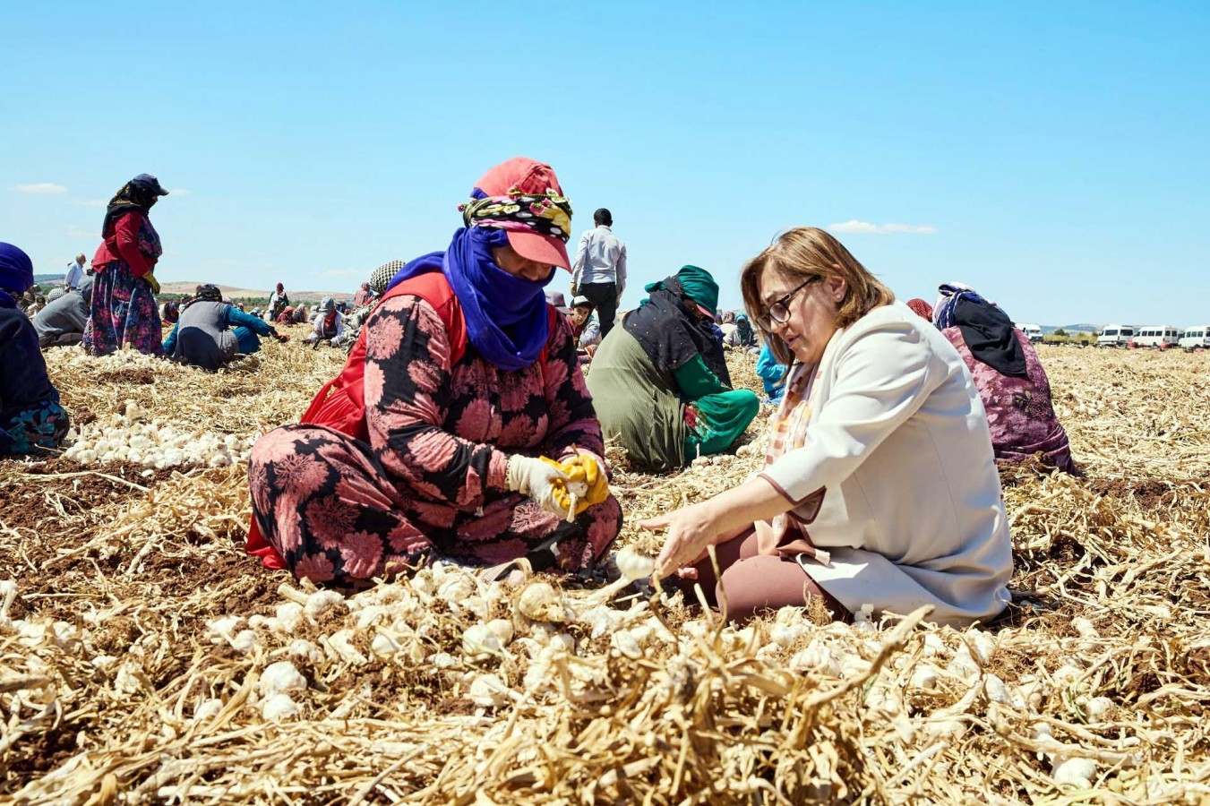 Sarımsak hasadı başladı;