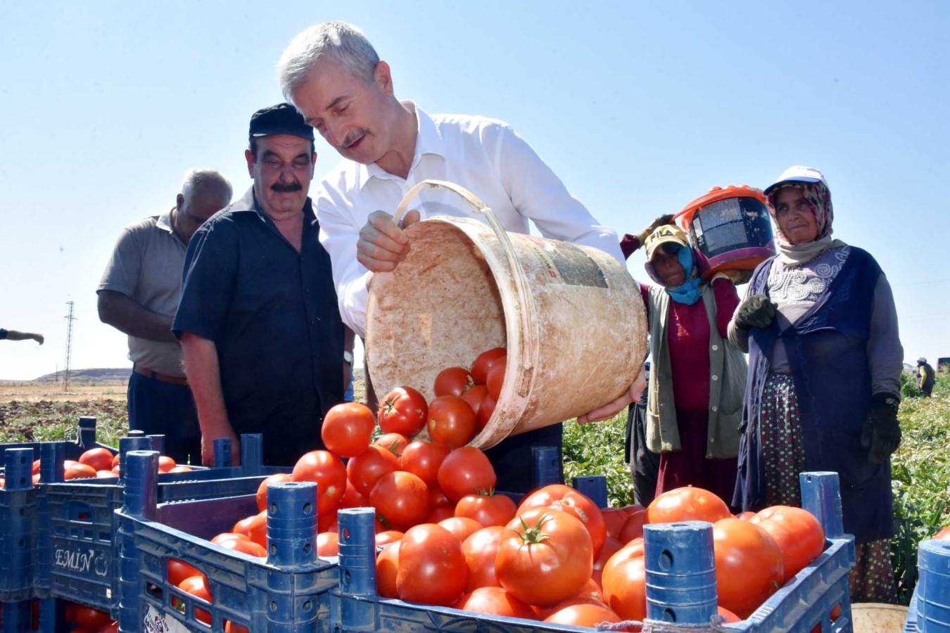 Başkan çiftçilerle tarlada domates topladı;